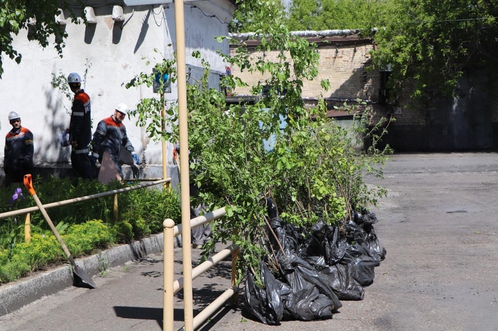 Саженцы для посадки.jpg Саженцы для посадки.jpg